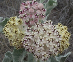 10 Pc Seeds Asclepias Eriocarpa Flower Plant, Woollypod Seeds for Planti... - $31.50