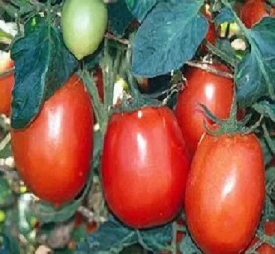 500 Tomato Rio Grande Tomato Seeds - £9.80 GBP