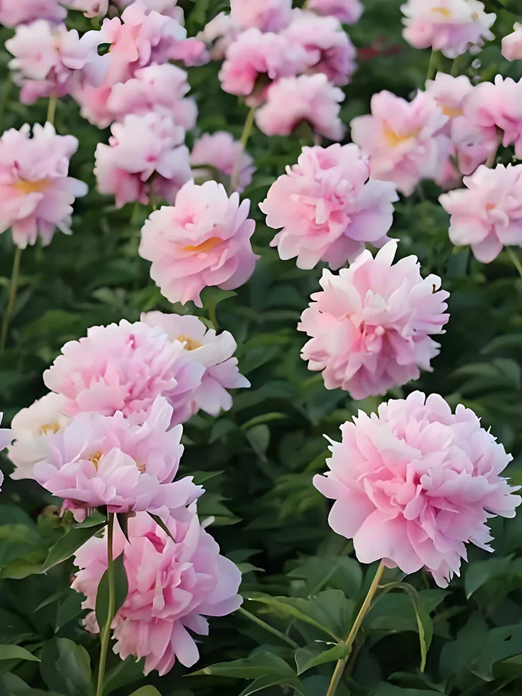 Princess Series Peony Seeds - Medium-Sized Pink Double Blossoms - £6.28 GBP