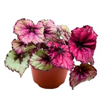 Begonia Rex Kotobuki Pink in a 6 inch Pot - $27.83