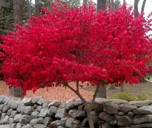 Dwarf Burning Bush/Shrub Gallon 12-18&quot; Tall Live Plant Euonymus alatus - $85.96