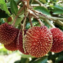 PULASAN Exotic Fruit tree Seedlings 6”- 12” (Nephelium mutabile) - £39.33 GBP