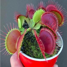 Potted Insectivorous Dionaea Muscipula Giant Clip Flytrap Seeds Carnivor... - $89.47 MXN