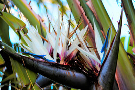 5 Giant Bird Of Paradise Strelitzia Nicolai Wild Banana White Crane Flow... - £7.58 GBP