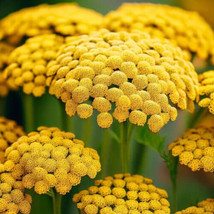 MBK 500 Seeds Gold Yarrow Seeds Non-Gmo 1266 Fresh Garden - $167.33 MXN