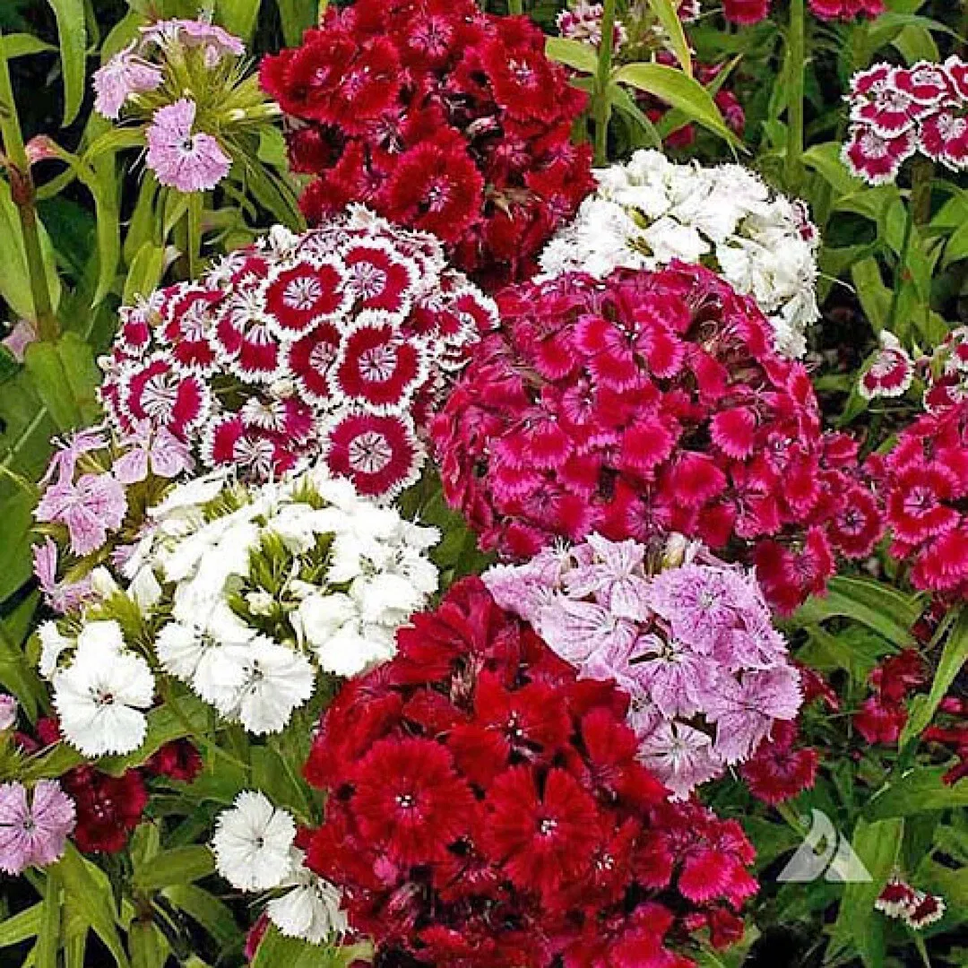 Mixed Colors Sweet William Pinks Dianthus Barbatus Red Pink Flower 500 Seeds  - £7.44 GBP