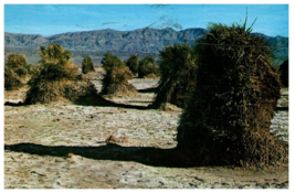 Devils Corn Field Death Valley National Monument Cactus Postcard Posted 1959 - £5.49 GBP