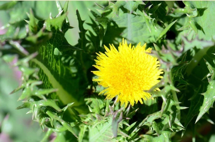1000++ Prickly Sow-THISTLE Seeds (Sonchus asper) Medicinal Herb, Microgr... - $12.05