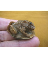 tb-frog-14) Frog Toad Tagua NUT palm figurine Bali detailed carving I lo... - $46.27