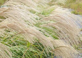 Silver Ornamental Grass Seeds - $94.99 MXN
