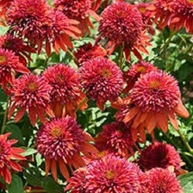 FA Store 50 Orange Berry Coneflower Seeds Echinacea - £8.86 GBP