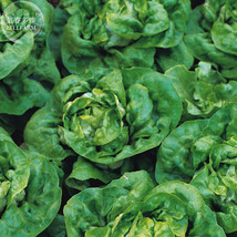 New Fresh Buttercrunch Lettuce Seeds Pack 200 Seeds Organic Edible Vegetables Ts - $3.72