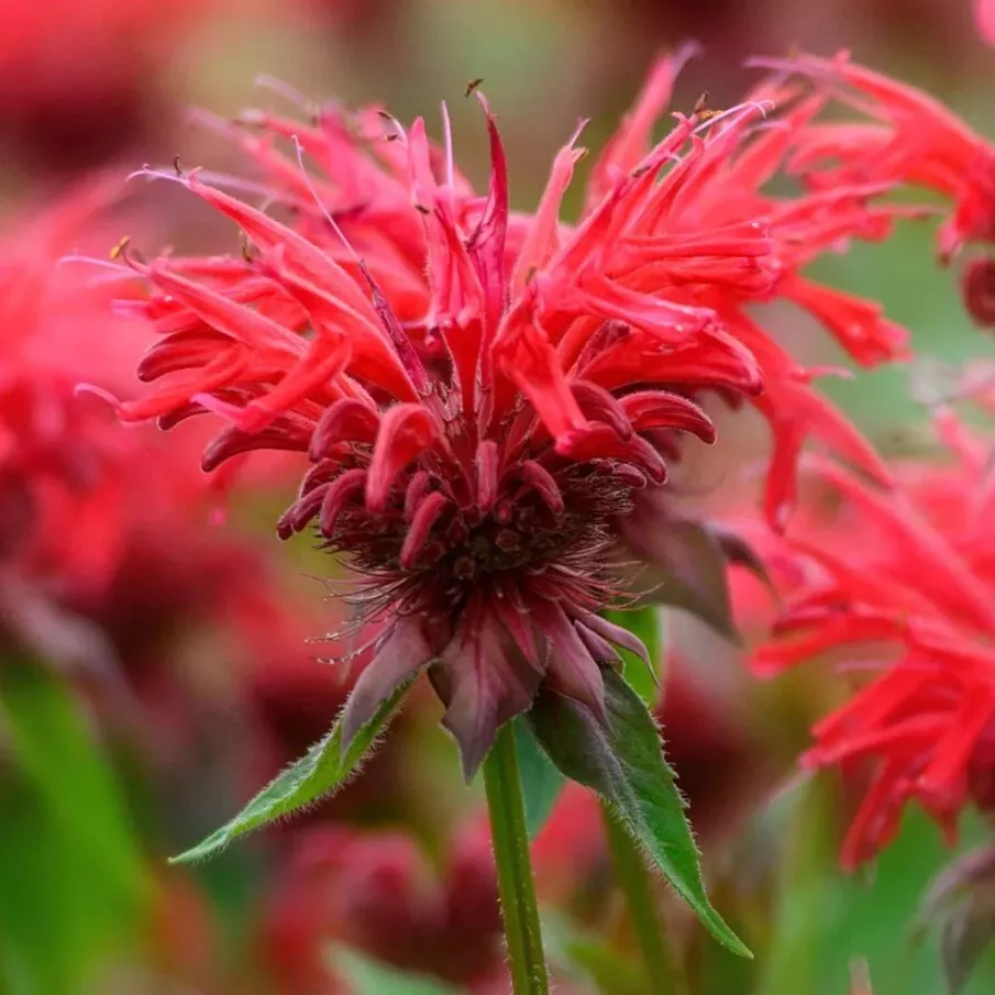 Bee Balm &#39;Fireball&#39; Live Plant - Ultra Compact Monarda - Blazing Fiery R... - $492.09 MXN
