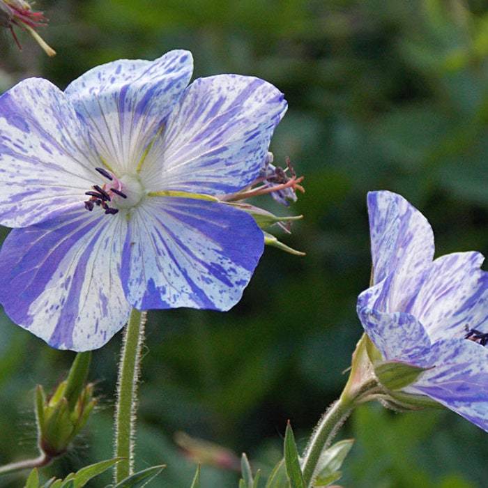 Geranium Pratense Striatum Seed Fresh Fast Shipping - $12.48
