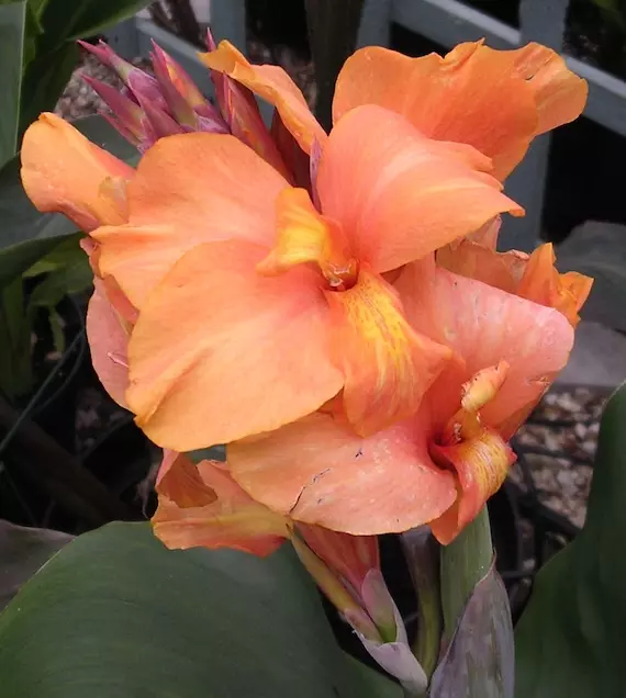 1 - TROPICAL SUNRISE Dwarf Canna Lily Bulb Tuber Rhizome EXOTIC APRICOT ... - $26.35 CAD