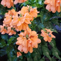 Tropical Flower Seeds Orange Marmalade 10 Seeds Multi Use Ornamental Tropical Cr - $15.68