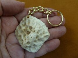 (g125-8) GATOR scute piece Aligator ALLIGATOR keychain skute key gators ... - €11,92 EUR