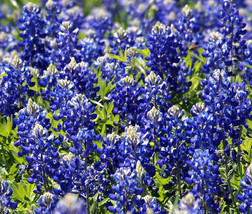 Texas Bluebonnet Lupinus Texensis 1 100 Bulk Seeds Fresh - £73.36 GBP