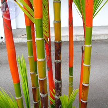 Fresh New 20 seeds Lipstick Palm Cyrtostachys Renda Tree, , red sealing wax palm - £10.10 GBP