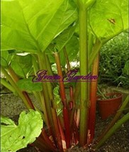 Hot New 10 pcs Rhubarb Vanilla Vegetable Seeds FRESH SEEDS - $7.99