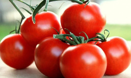 Tomato Campari  15-25 Organic Seeds Heirloom - $8.99