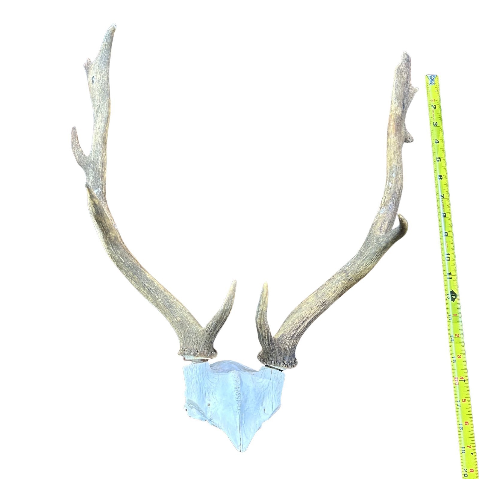 Fallow Deer Skull Real Deer Skull Antler Horn Mount Taxidermy Approximat... - $98.01