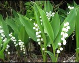 10 Lily of the Valley roots May Lily, May Bells (Convallaria majalis) - $13.00
