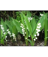 10 Lily of the Valley roots May Lily, May Bells (Convallaria majalis) - $13.00