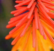 50 Torch Lily Red Hot Poker Tritoma Kniphofia Uvaria Flower Seeds USA Shipping - £10.97 GBP