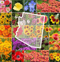 FA Store 1000 Seeds Wildflower Arizona State Flower Mix Perennials &amp; Ann... - £7.89 GBP