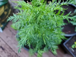Bulk Artemisia Annua listing. Tea, Seeds, &amp; Plants. Sweet Wormwood (Qing... - £4.74 GBP+