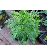 Bulk Artemisia Annua listing. Tea, Seeds, &amp; Plants. Sweet Wormwood (Qing... - $5.94+
