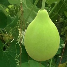 Heirloom Vegetable Seeds for Planting Round Bottle Gourd Seeds  Pack of ... - £3.98 GBP