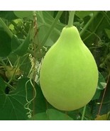 Heirloom Vegetable Seeds for Planting Round Bottle Gourd Seeds  Pack of ... - £3.91 GBP