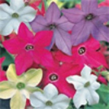 USA Seller 50 Nicotiana Fragrant Delight Mix Annual Flower Seeds Fast Shipping - $21.51