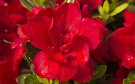 Azalea Deciduous Well Rooted Starter Plant Encore Autumn Bonfire Blood Red! - £34.59 GBP