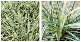 1 Plant Aztec Grass Live Quart Size Plants Ophiopogon Liriope Evergreen - £41.04 GBP