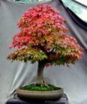 10 Seeds Japanese Thunder Red Maple {Acer palmatum inazuma}  - £11.25 GBP