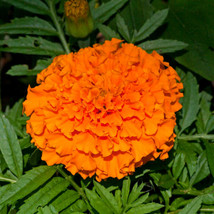 US Seller African Marigold Seeds - Hawaii, 100 Seeds, Open Pollinated - £7.30 GBP