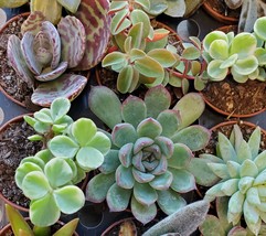 Succulent Mystery Box, set of 3 live plants, 2" Assorted Variety Valentines Gift image 2