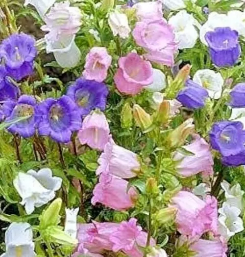 CANTERBURY BELLS FLOWER SEEDS 300+ CAMPANULA &quot;CUP AND SAUCER MIX&quot; Bell f... - £7.83 GBP