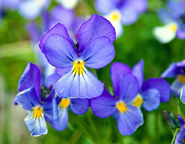 25 Corsican Violet Viola Corsica Blue Purple Yellow Eye Shade Sun Flower Seeds F - $15.00