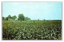 National Cotton Picking Contest Blytheville Arkansas AR UNP Chrome Postcard Z6 - £3.93 GBP