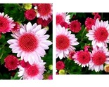 Pink Dwarf Sunflowers Flowers 50 Seeds - $34.93