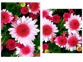 Pink Dwarf Sunflowers Flowers 50 Seeds - £27.59 GBP