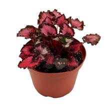 6 inch Harmony&#39;s Red Robin Begoniain a PotBegonia rex - $70.44