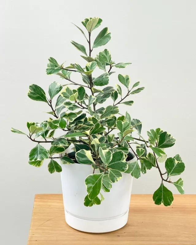 Variegated Ficus Triangularis-live Plant 10 To 12&quot; Tall In 4&quot; Pot - £21.04 GBP