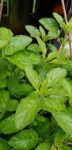 SEPTH 375+ Green Holy basil Rama tulsi 500mg seeds medicinal herb Oscimum sanctu - £3.85 GBP