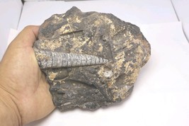 Devonian Orthoceras Fossil Plate – Genuine Authentic Morocco Fossil Foss... - $599.12 MXN