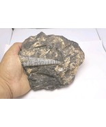 Devonian Orthoceras Fossil Plate – Genuine Authentic Morocco Fossil Foss... - €28,00 EUR